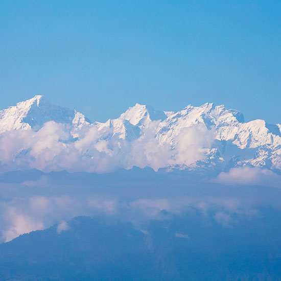 Classic Darjeeling Delight