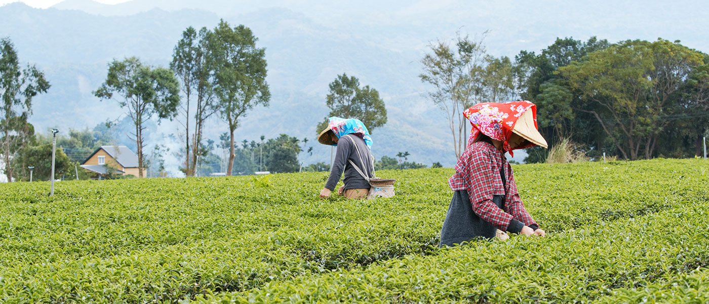 Darjeeling Himalayan Escape
