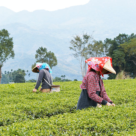 Darjeeling Himalayan Escape